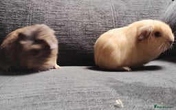 Guinea Pig rodents for sale: Cute pair boy guinea pigs  - Image 2