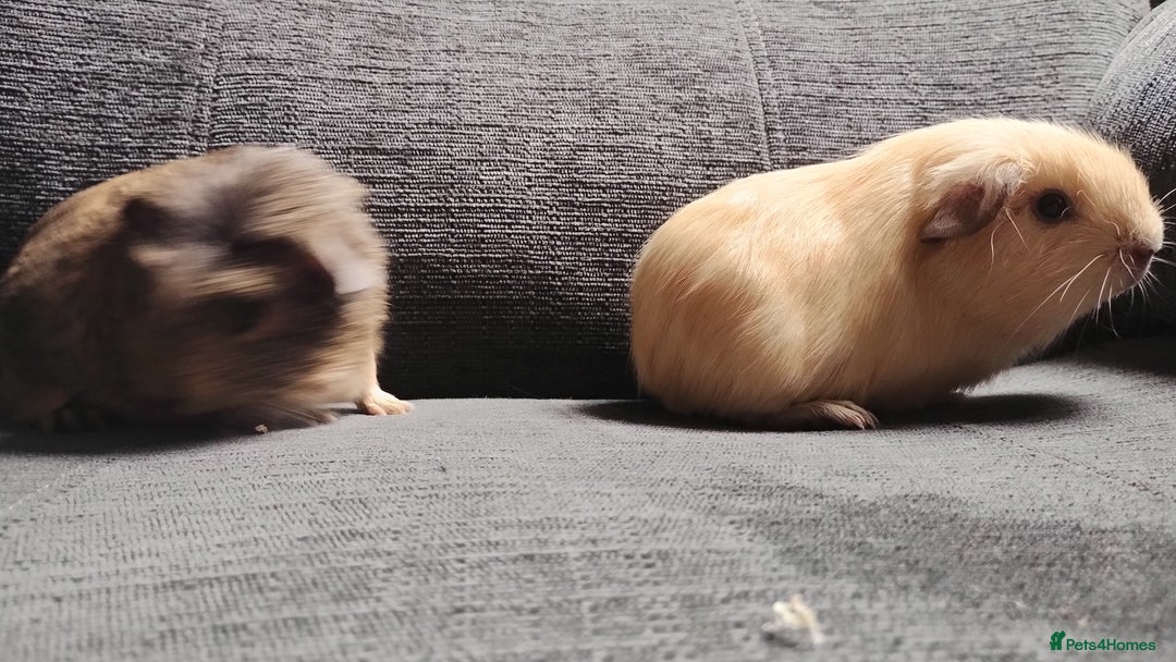 Guinea Pig rodents for sale: Cute pair boy guinea pigs  - Image 2