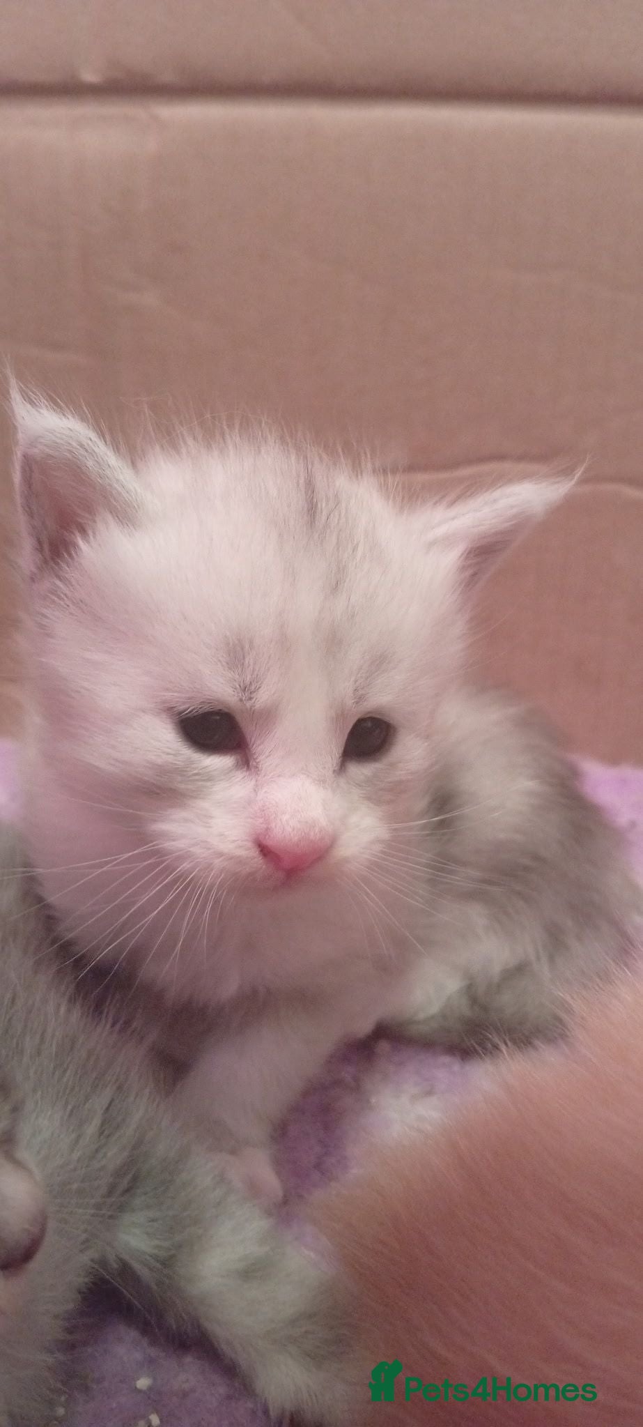 Maine Coon cats Fully health tested, Tica registered - Advert 2