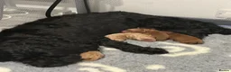 Cockapoo dogs for sale: Beautiful F1b Cockapoo puppies  in Manchester - Advert 3