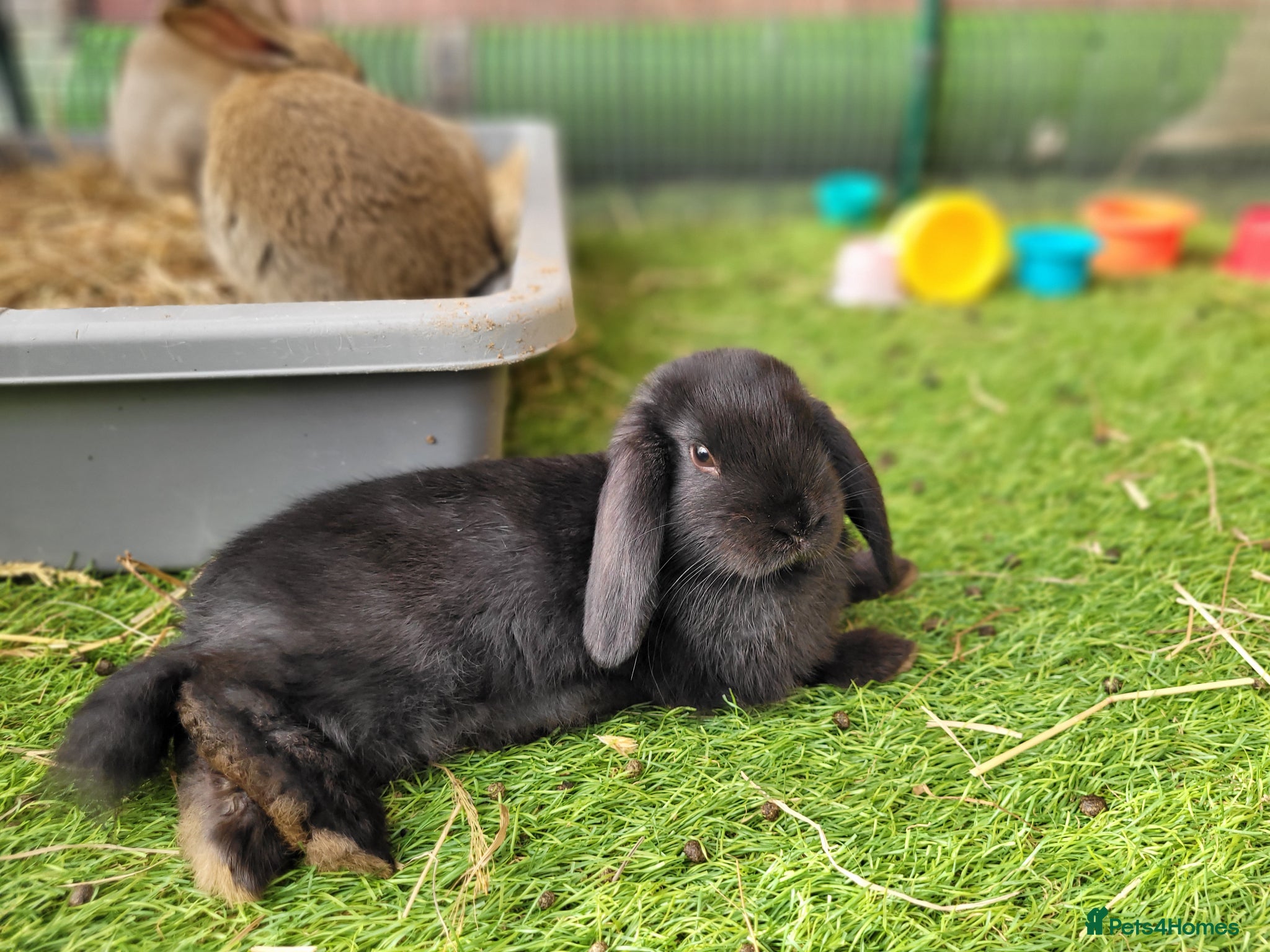 Mini Lop rabbits for sale: Adorable Mini Lop Mix Rabbits - READY JUNE 11TH - Advert 5
