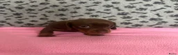 Dachshund dogs for sale: 🐾 Gorgeous Mini Dachshund Puppies-Come meet them! - Advert 2