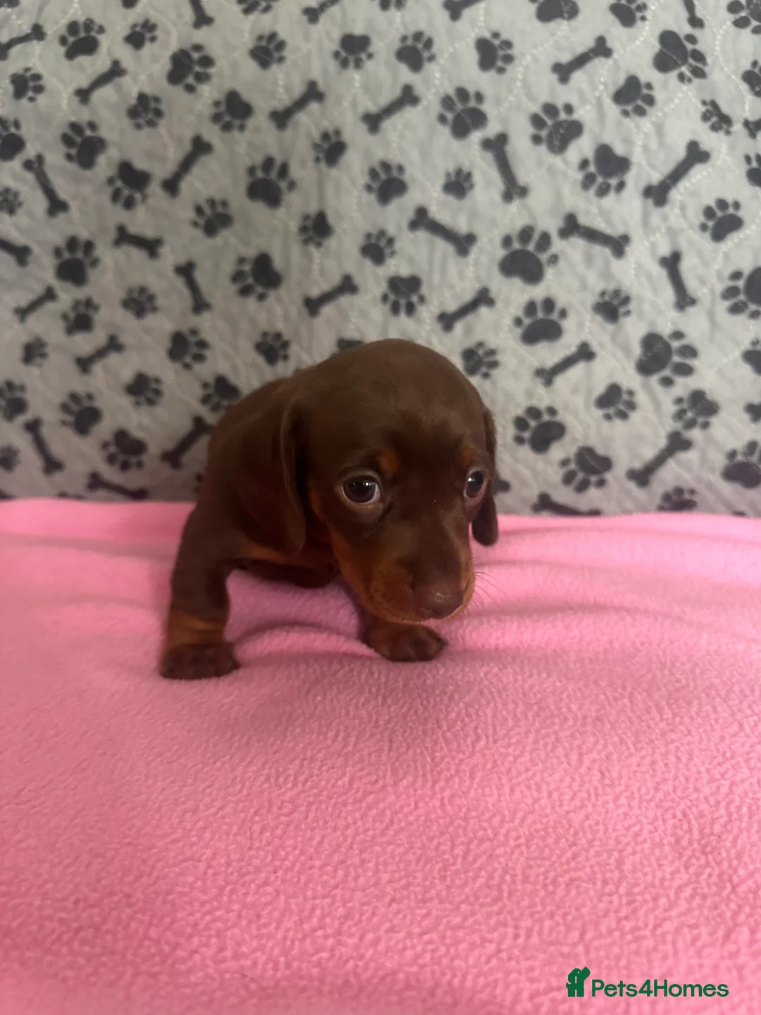 Dachshund dogs for sale: 🐾 Gorgeous Mini Dachshund Puppies-Come meet them! - Advert 2