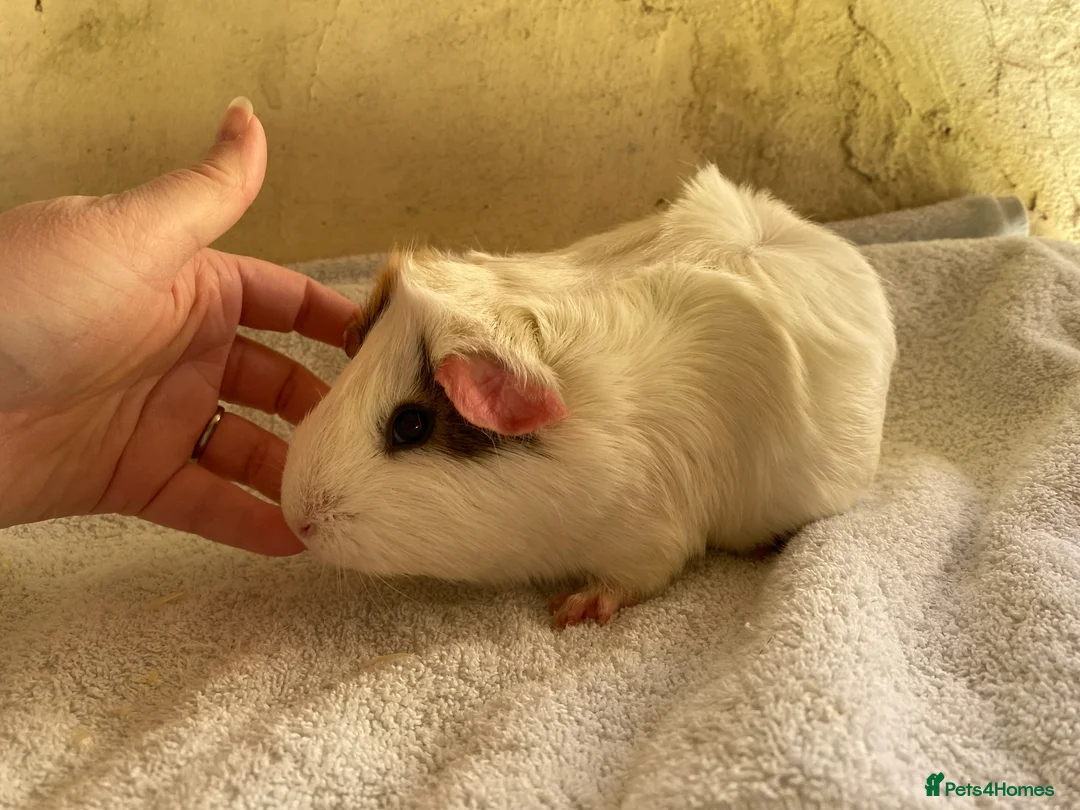 Guinea Pig rodents for sale: Guinea pig sows available  - Advert 3