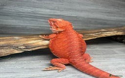 Bearded Dragon reptiles for sale: Red Monster Bearded Dragon - Image 6