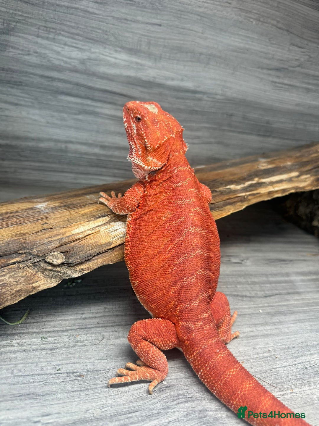 Bearded Dragon reptiles for sale: Red Monster Bearded Dragon - Image 6