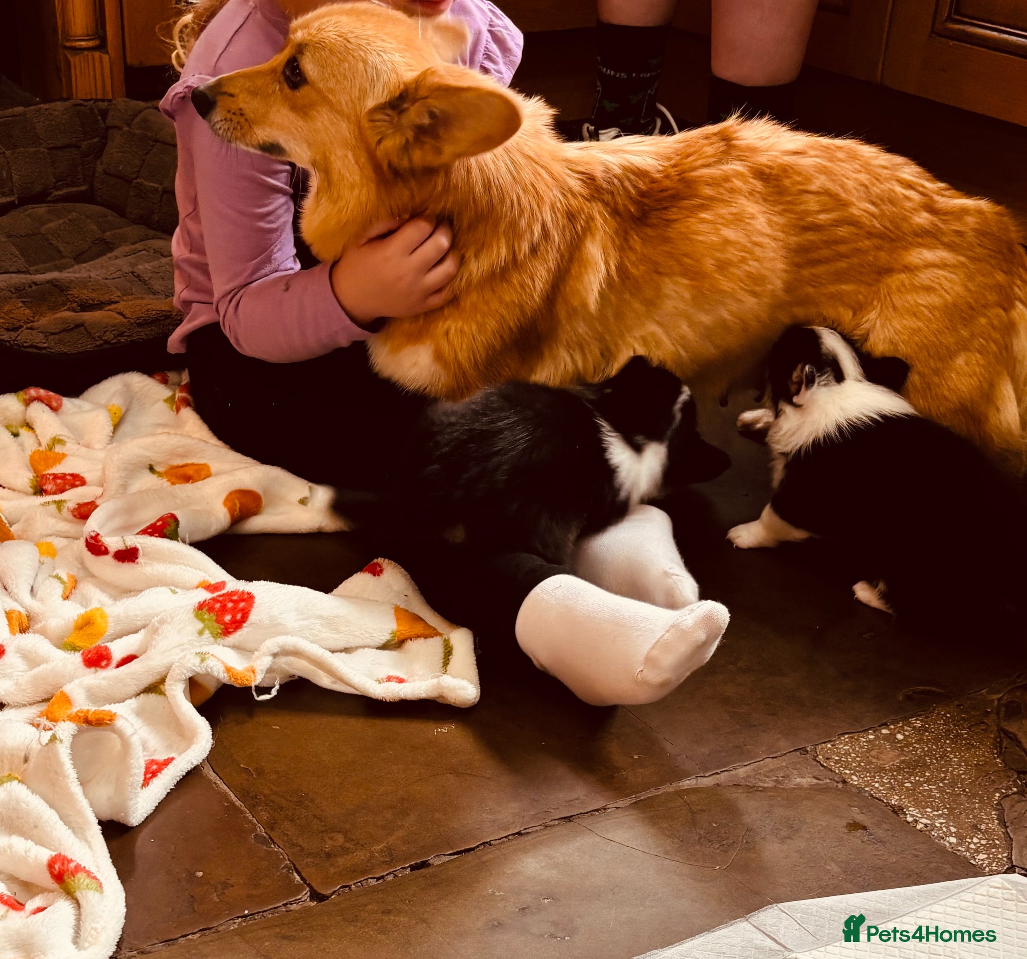 Welsh Corgi Pembroke dogs for sale: Quality Pedigree Tri colour puppies - Advert 7