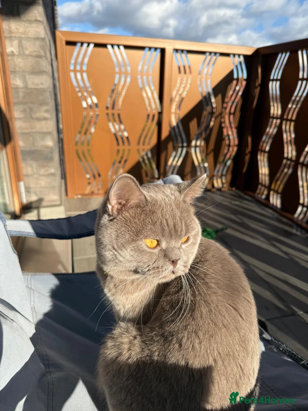 British Shorthair cats for stud: Lilac BSH proven STUD - Advert 8