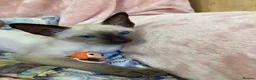 Siamese cats for sale: Siamese kittens - Advert 4