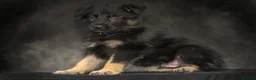 German Shepherd dogs for sale: Gorgeous German shepherd babies  - Advert 7