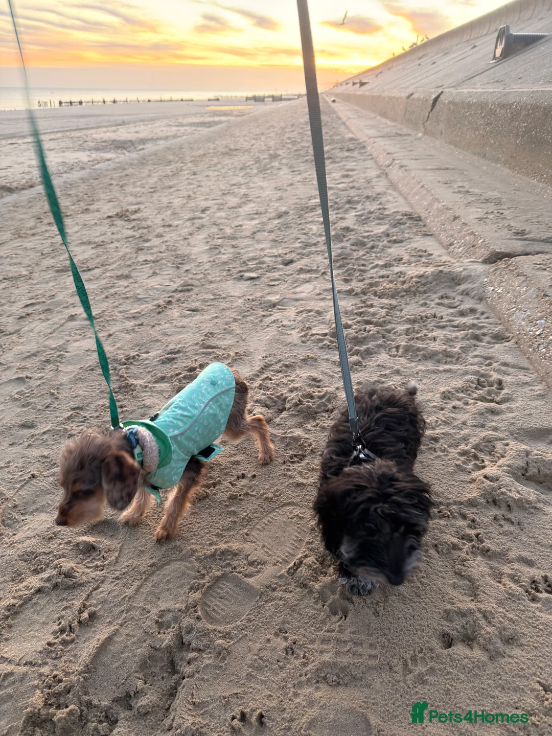 Doxiepoo dogs for sale: My 2 gorgeous Doxiepoo boys - Advert 4