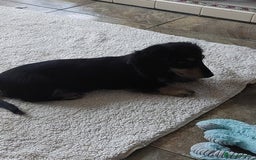 Miniature Dachshund dogs for sale: READY NOW BLACK & CREAM KC REG MINI L HAIRED DAXIS - Image 25