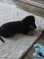 Miniature Dachshund dogs BLACK & CREAM KC REG MINI L HAIRED PRA CLEAR PUPS - Advert 2