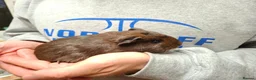 Guinea Pig rodents for sale: Young Female Guinea Pigs - Advert 1