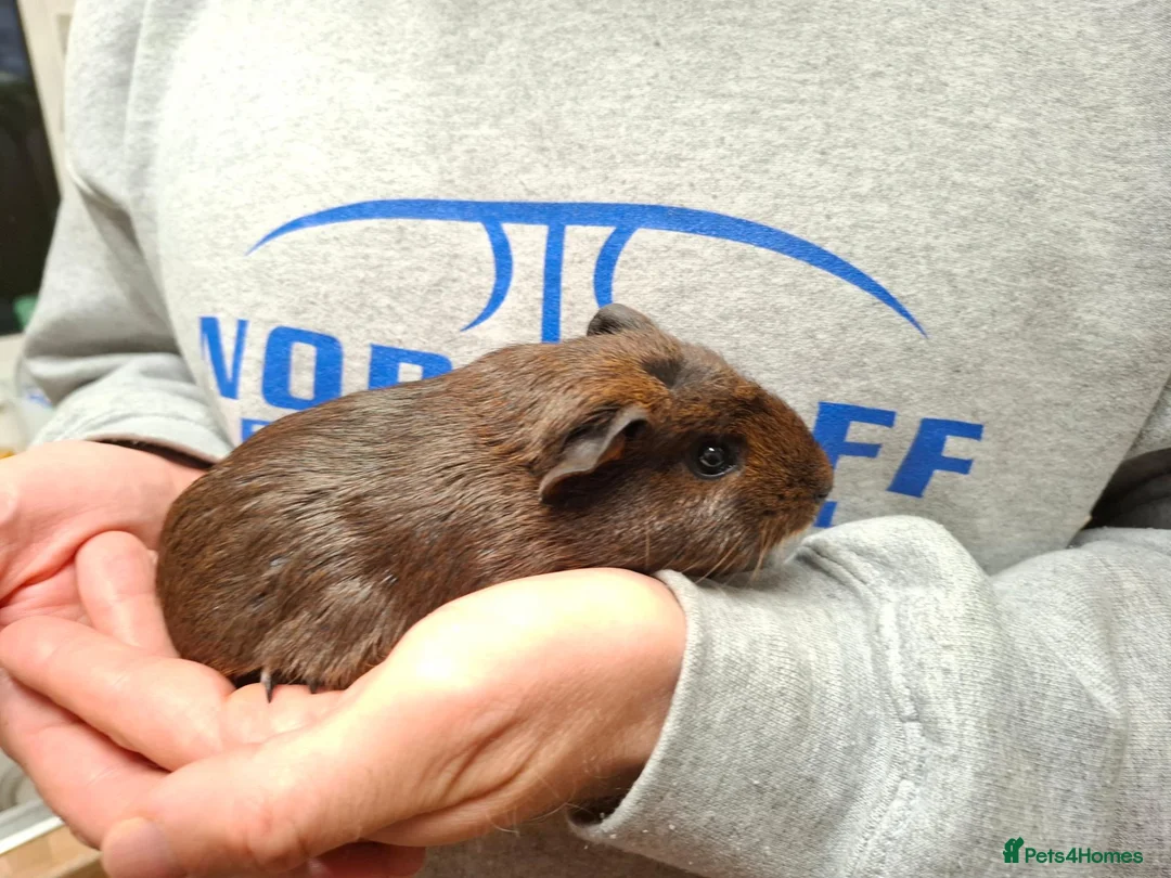 Guinea Pig rodents for sale: Young Female Guinea Pigs - Advert 1