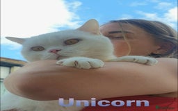British Shorthair cats for sale: Closing of BSH cattery, 50% discount  - Image 5