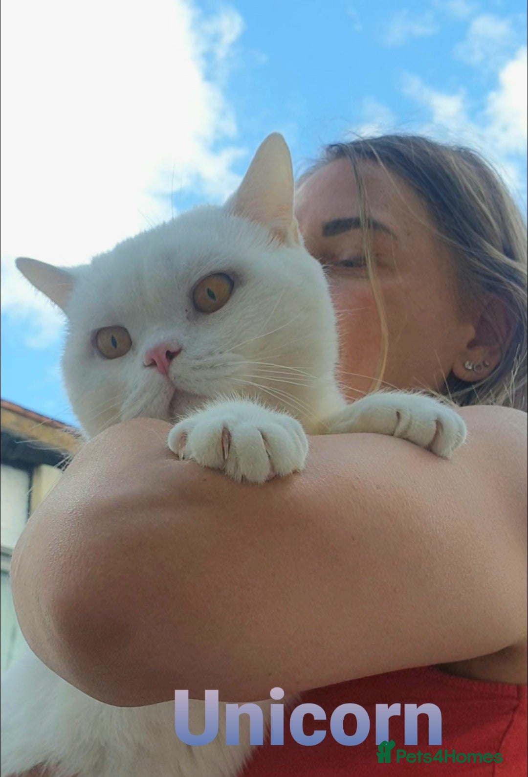British Shorthair cats for sale: Closing of BSH cattery, 50% discount  - Image 5