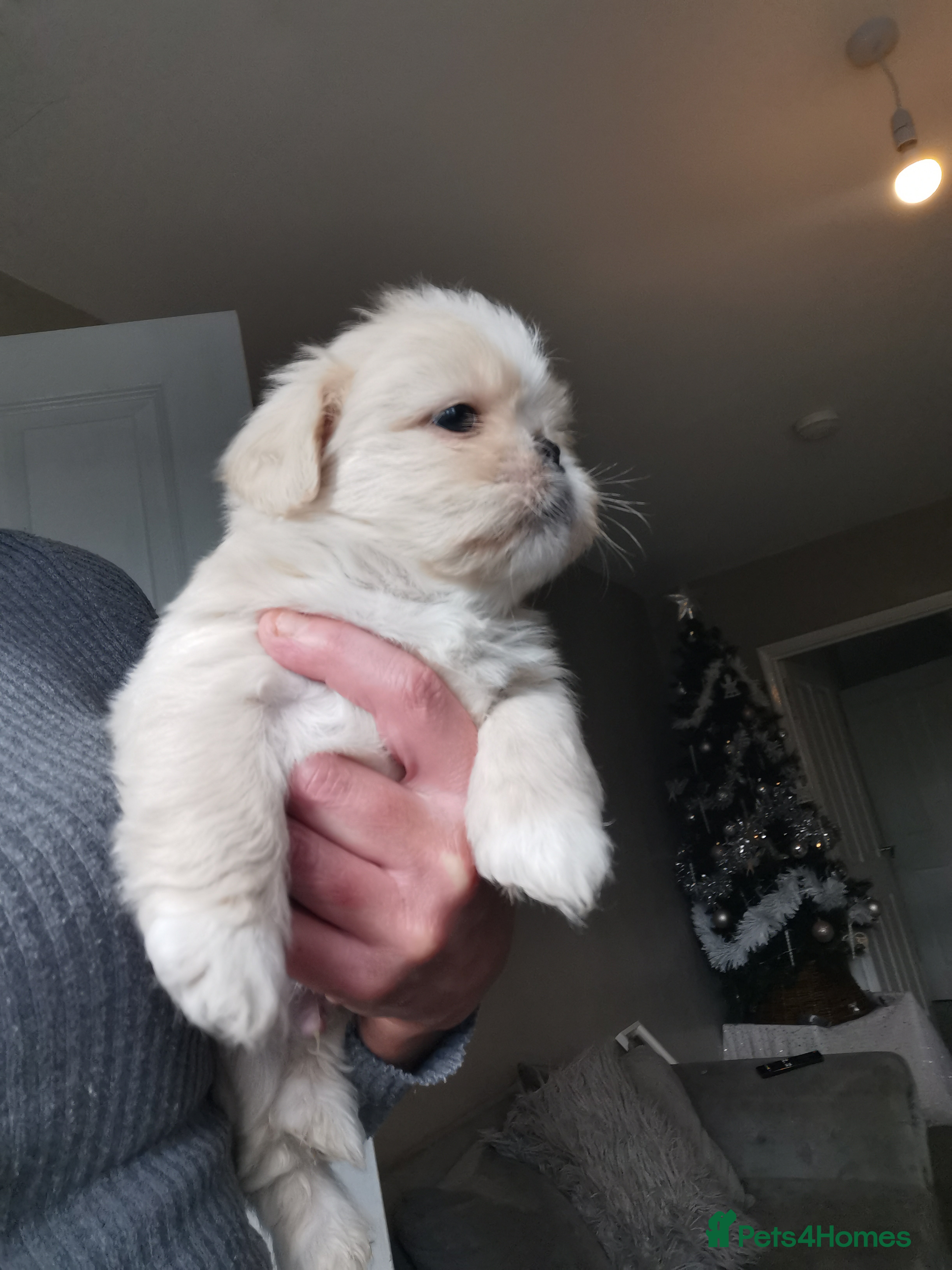 Mixed Breed dogs Adorable fluffy shihtzu pups - Advert 1