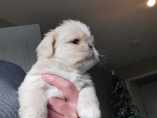 Mixed Breed dogs Adorable fluffy shihtzu pups - Advert 1