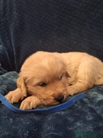 Golden Retriever dogs - Advert 1