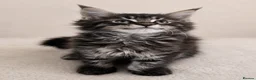 Maine Coon cats for stud: GCCF & TICA Blue Silver Mackerel Tabby - Advert 7