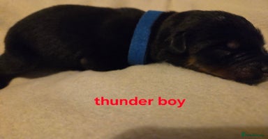 Rottweiler dogs Rottweiler puppies - Advert 7