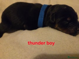 Rottweiler dogs Rottweiler puppies - Advert 2