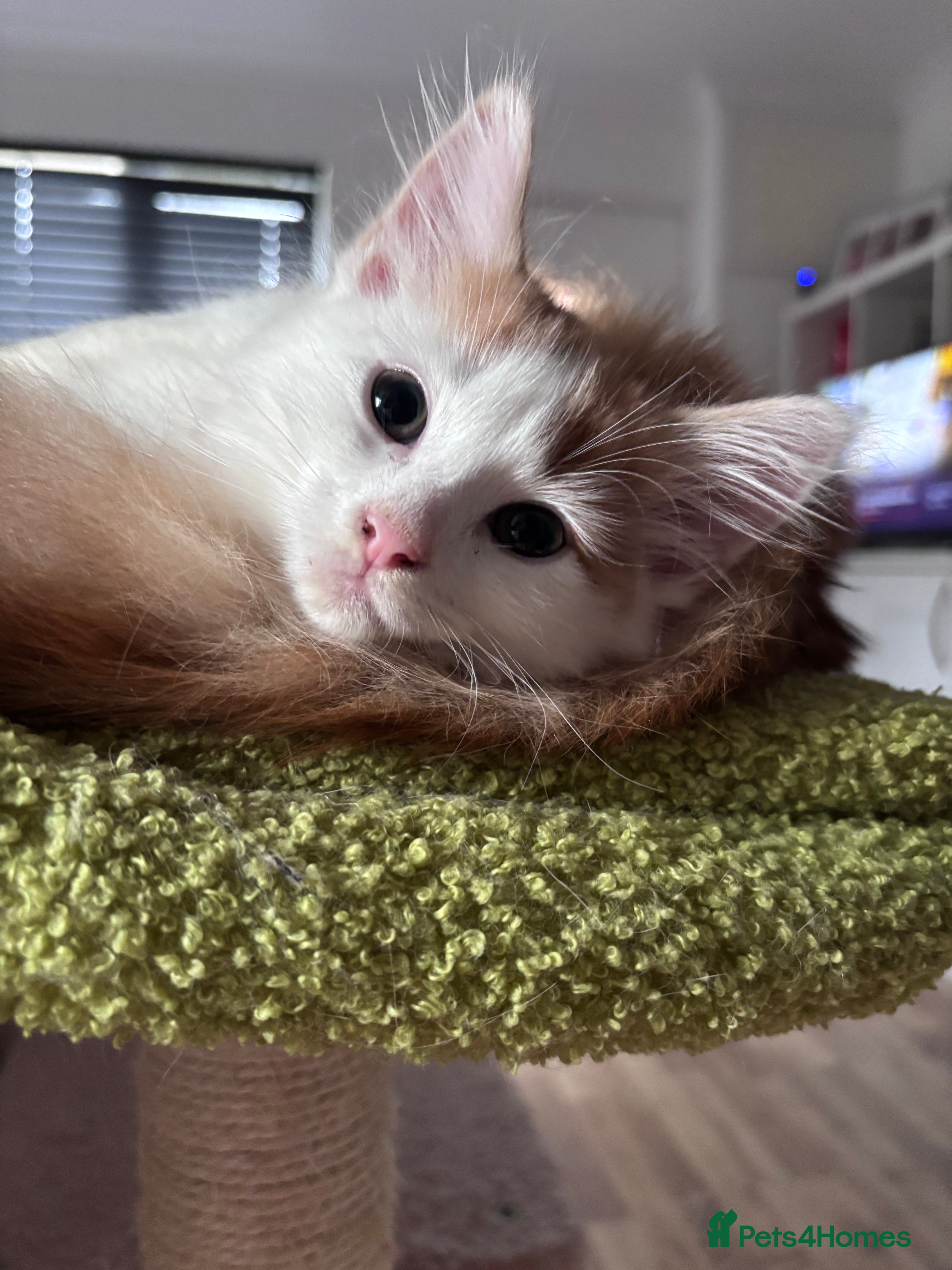 Domestic Shorthair cats Ginger & White Male Kitten - last of litter  - Advert 1