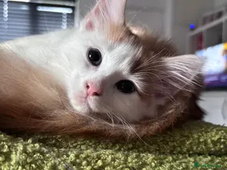 Domestic Shorthair cats Ginger & White Male Kitten - last of litter - Advert 6