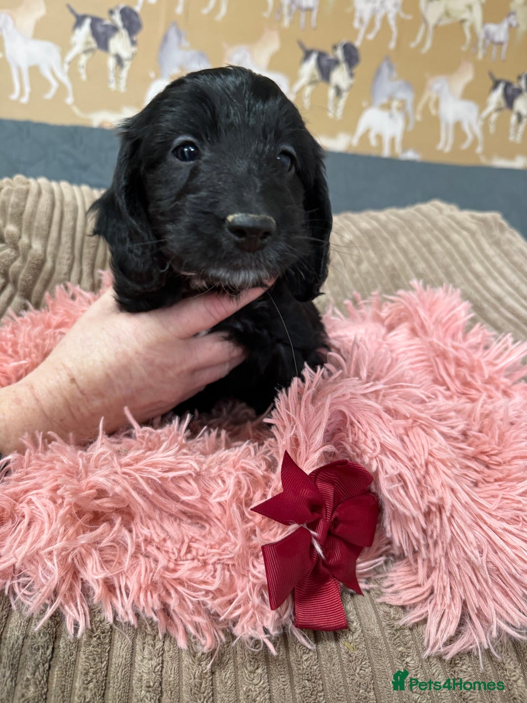 Cockapoo dogs for sale: F1 Cockapoo’s Fully DNA hereditary clear - Advert 6