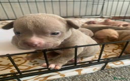 American Bully dogs for sale: Micro Exotic / pocket bully’s  - Image 6