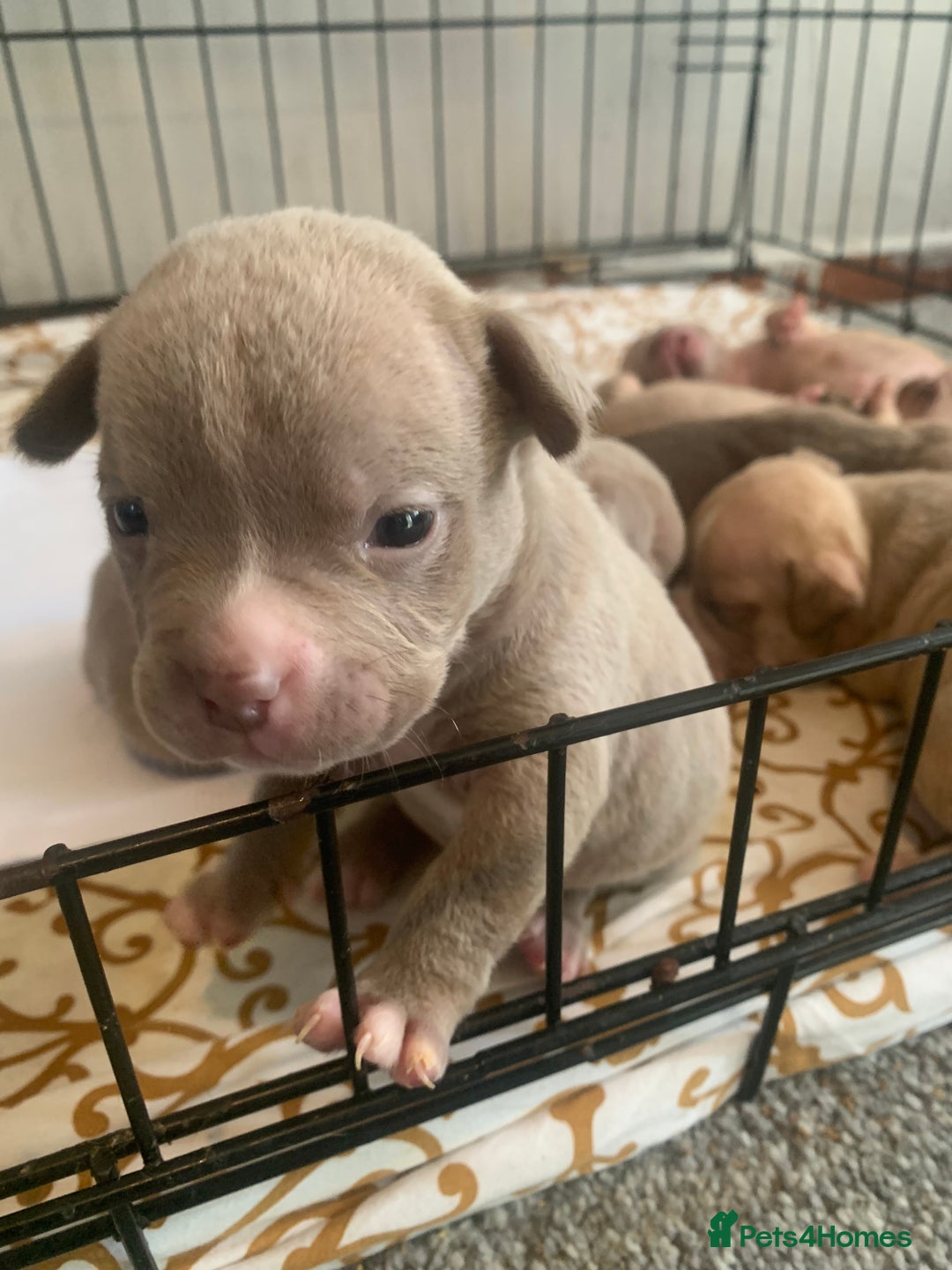 American Bully dogs for sale: Micro Exotic / pocket bully’s  - Image 6