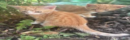 European cats for sale: Beautiful colourful kittens - Advert 22