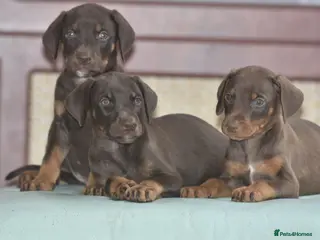 Dobermann dogs Unique hybrid dobermann pups - Advert 1