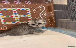 Scottish Fold cats for sale: Scottish fold and straights - Image 6