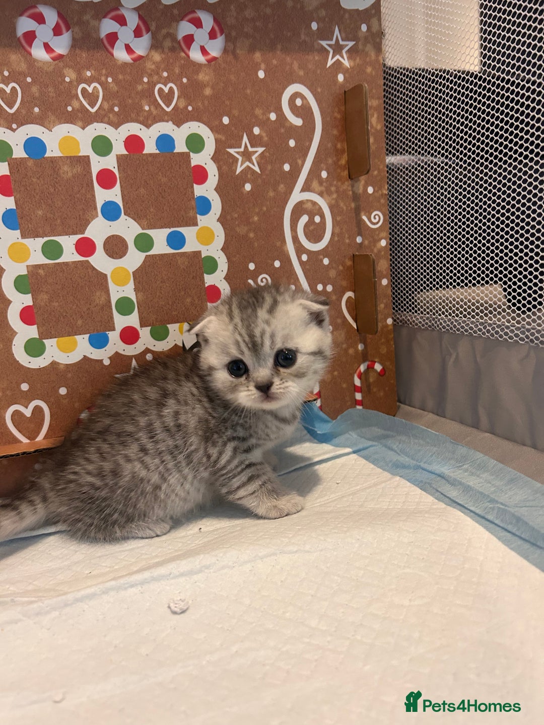 Scottish Fold cats for sale: Scottish fold and straights - Image 6