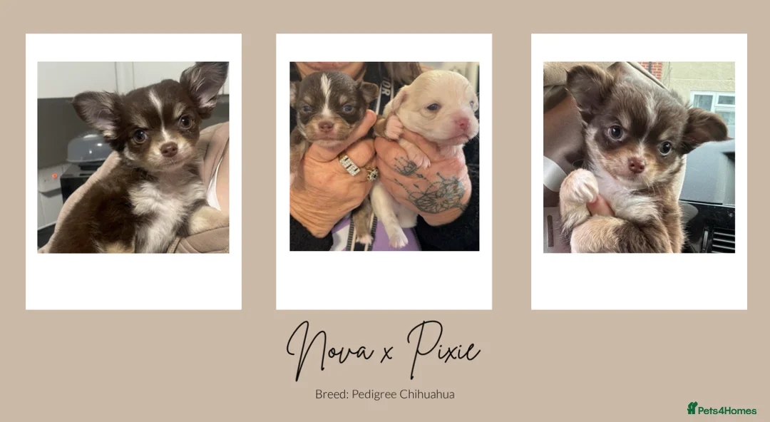 Chihuahua dogs for stud: Unique Chihuahua for Stud 🐾 in Southampton - Advert 24