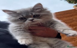 British Shorthair cats for sale: Beautiful boy and girl ready to leave now - Image 16