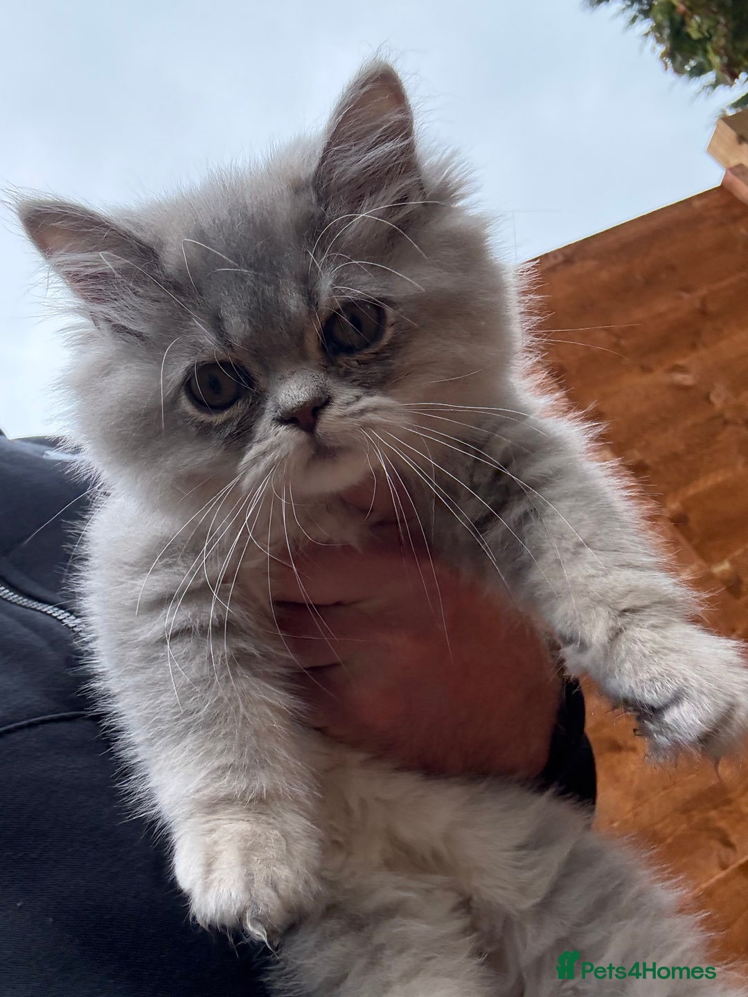 British Shorthair cats for sale: Beautiful boy and girl ready to leave now - Image 16