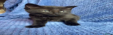 Maine Coon Kitten 2