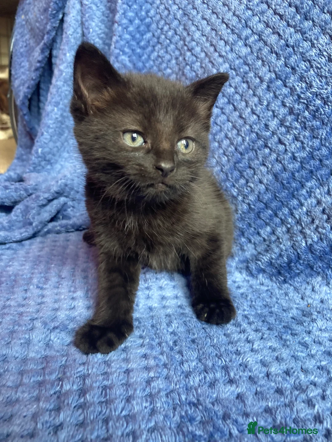 Mixed Breed cats for sale: Mainecoon kittys  - Advert 22