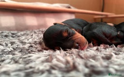 Miniature Poodle dogs for stud: KC phantom miniature poodle stud health tested in Thetford - Image 16