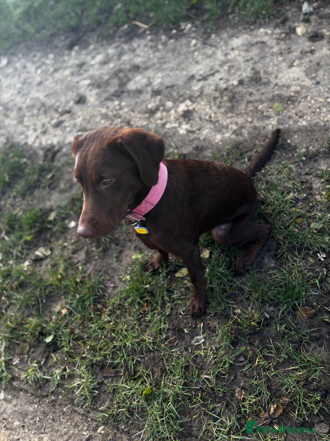 Labrador Retriever dogs for sale: Chocolate Labrador puppy - Advert 5