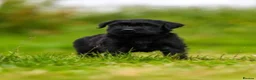 Giant Schnauzer dogs for sale: Working line Giant schnauzer puppies - Advert 7