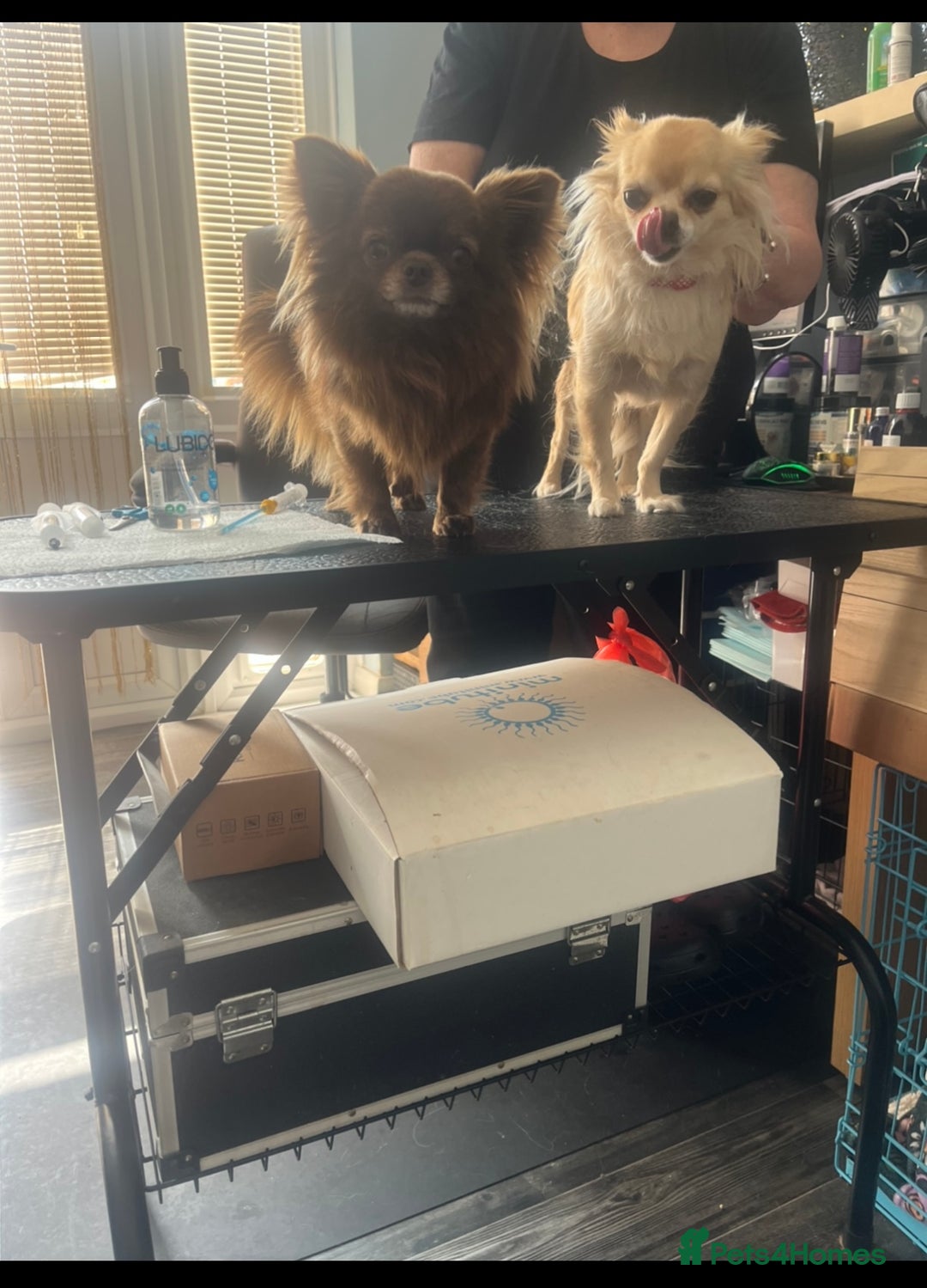 Chihuahua dogs for sale: Stunning litter of long haired Chihuahuas - Image 10