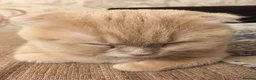 Scottish Fold cats for sale: Scottish fold male - Advert 3