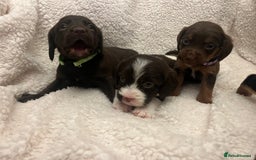 Cockapoo dogs for sale: Cockerpooos ready soon  - Image 2
