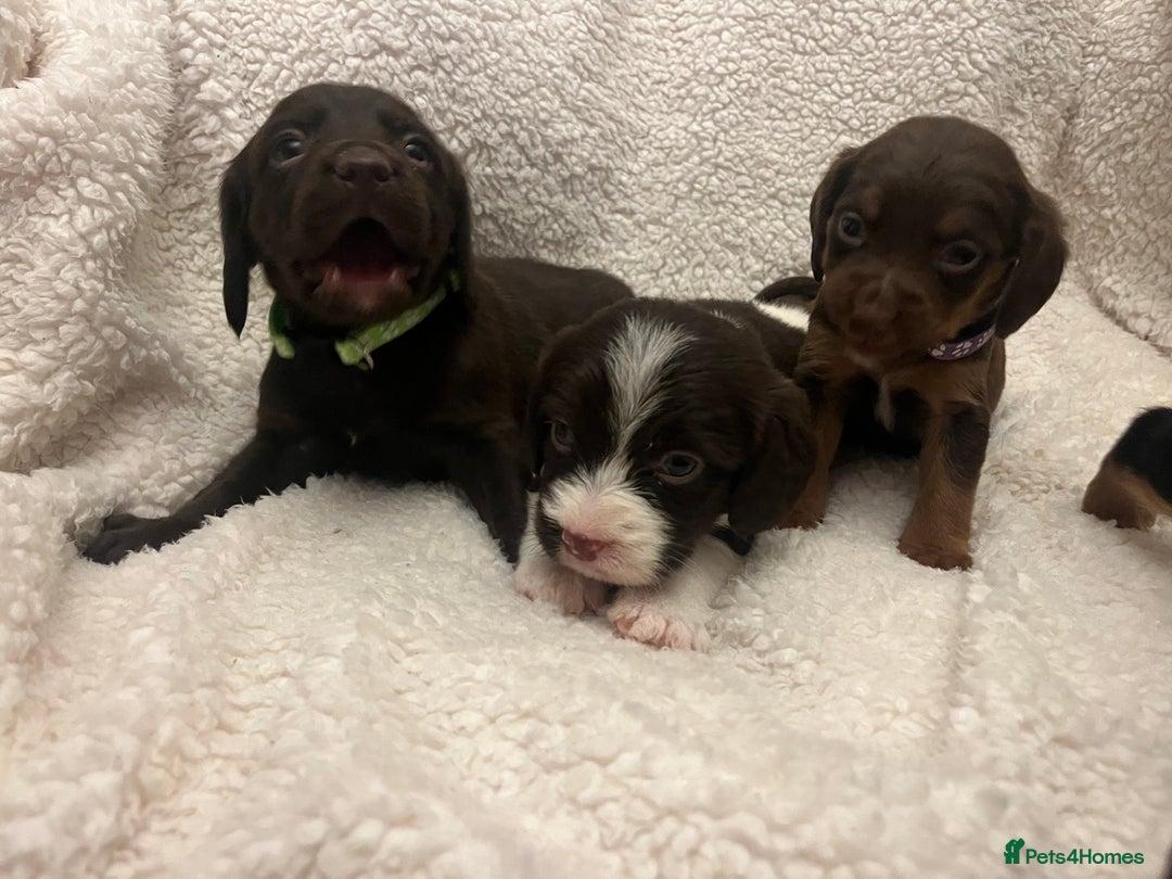 Cockapoo dogs for sale: Cockerpooos ready soon  - Image 2