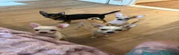 Chihuahua dogs for stud: FOR STUD ONLY  - Advert 4