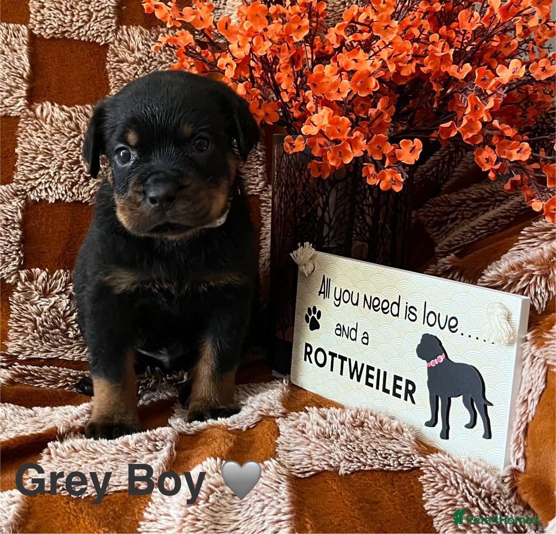 Rottweiler dogs for sale: The best of the best Rottweilers  - Image 14